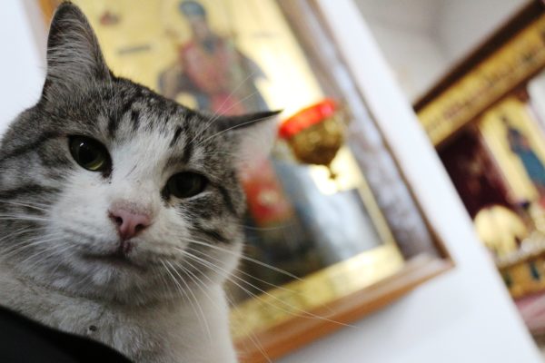 В Киеве погиб знаменитый церковный кот