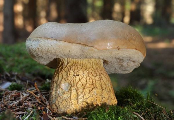 В Крыму 10 украинцев отравились грибами в монастыре