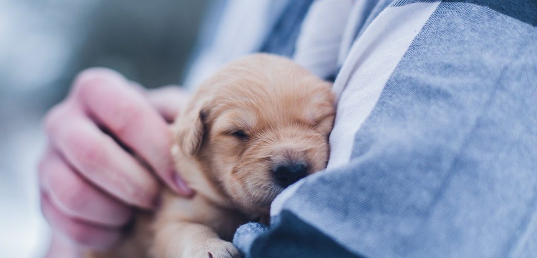 Ужасные люди, или Как я подобрала новорожденных щенков