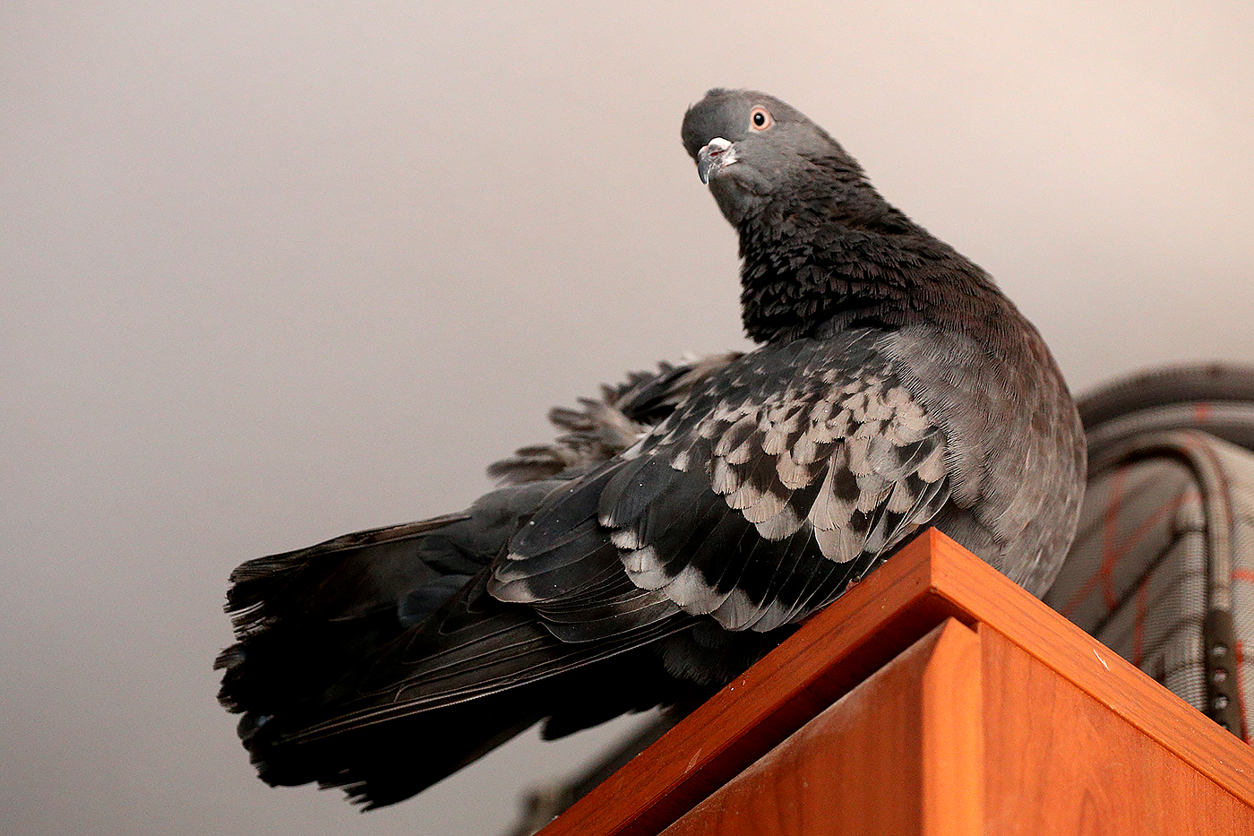 подобрал голубя что делать