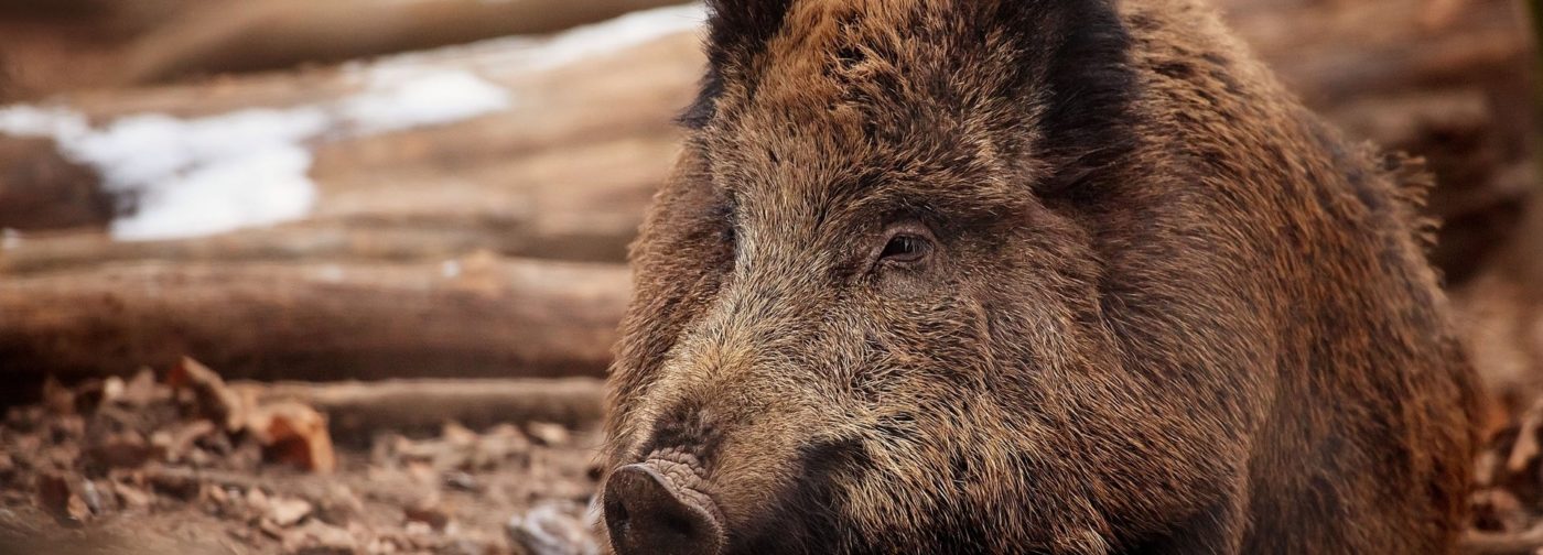 Кабаны, которые не знают, как дальше жить — лучшие заголовки 2018 года