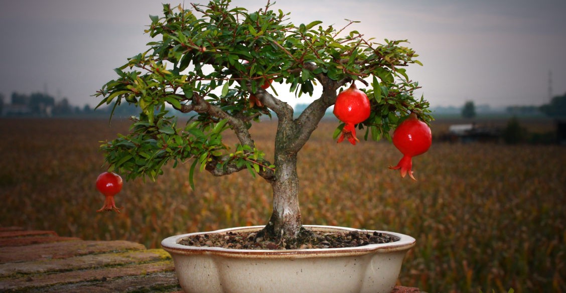 «И гранат поливать не забывай» – сказал отец на прощанье