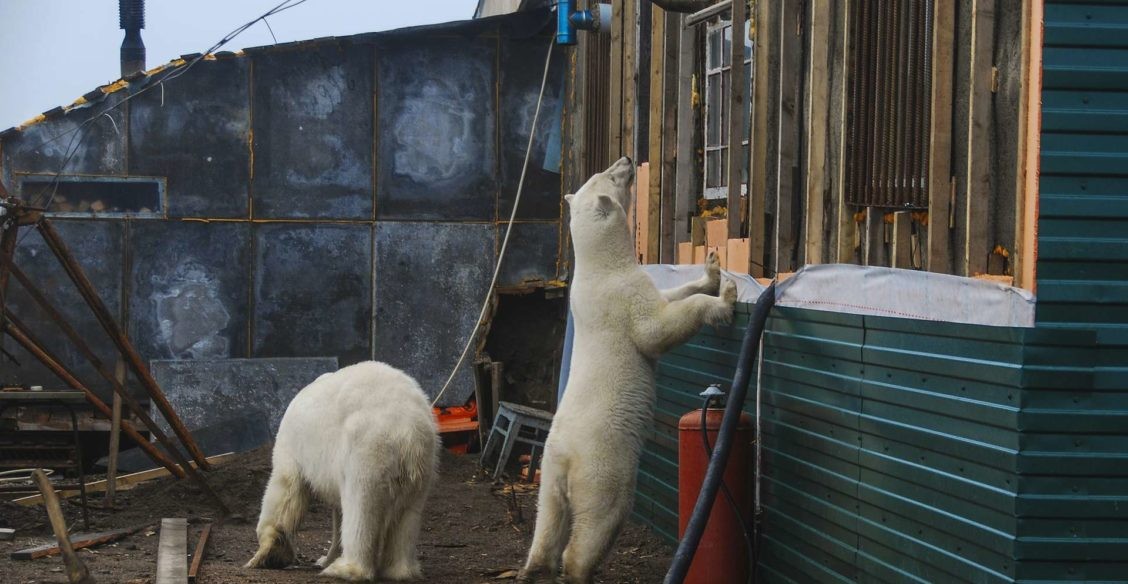 Белые медведи заходят в подъезды домов на Новой Земле. Почему это происходит?