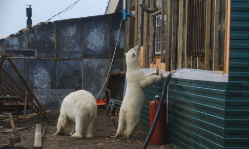 Белые медведи заходят в подъезды домов на Новой Земле. Почему это происходит?