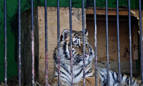 «Кто сказал, что животным холодно?» Хозяева зоолунапарка продолжают возить зверей по Башкирии