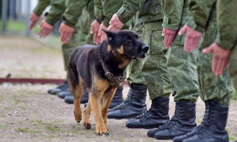 В Минобороны назвали причиной заражения суворовцев в Ульяновске собак, а не питание
