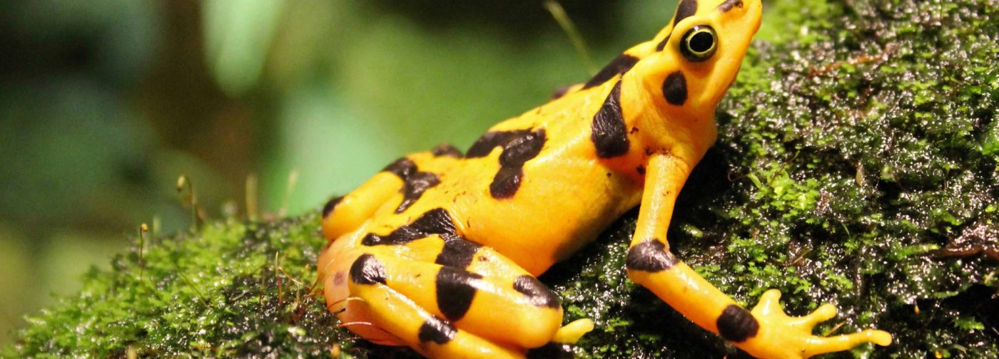 За несколько лет в Эль-Вайе исчезли все золотые лягушки. Грозит ли планете новое вымирание живых существ?