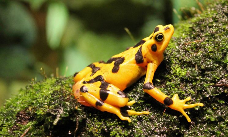 За несколько лет в Эль-Вайе исчезли все золотые лягушки. Грозит ли планете новое вымирание живых существ?
