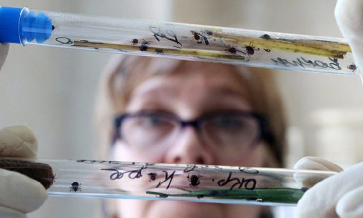 «Меня укусил клещ!» 7 вопросов врачу-инфекционисту