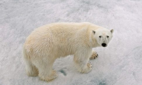Заблудившегося белого медведя отвезли на вертолете с Камчатки на Чукотку