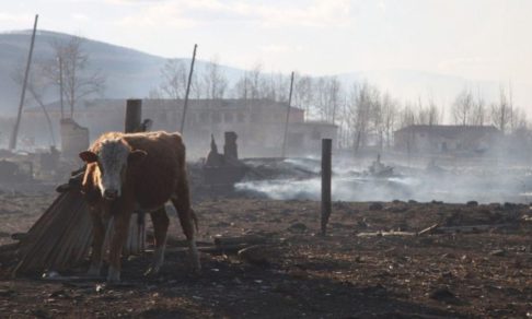 В Забайкалье умер пастух, пострадавший во время степного пожара