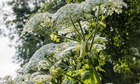 Четыре вопроса о борщевике. Как защититься от ядовитого растения