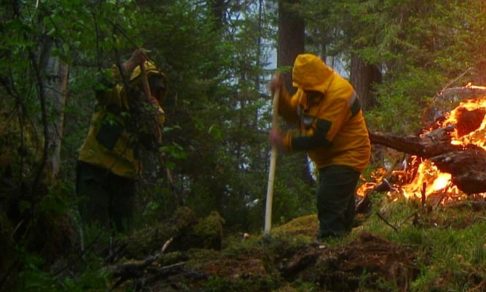 “Скрывают незаконные вырубки и не привлекают волонтеров”. 6 мифов о лесных пожарах