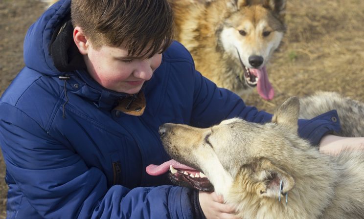 "Хозяев на всех не хватает - тем более хороших". Можно ли животных в съемное жилье, при беременности и у кого есть шансы выжить на улице