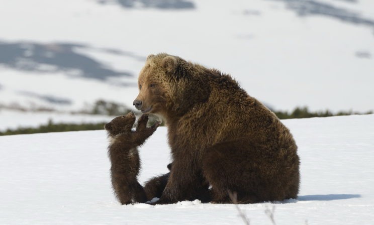 Игорь Шпиленок: «Возвращаешься через три недели, а леса уже нет». Что не дает спокойно жить фотографу дикой природы