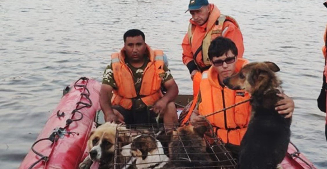 «Мы прыгали по крышам, а с чердаков торчали собачьи морды». Как спасали животных при наводнении в Тулуне