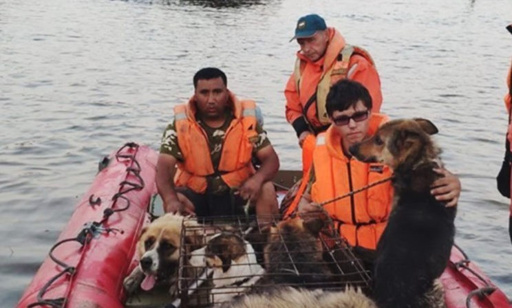 «Мы прыгали по крышам, а с чердаков торчали собачьи морды». Как спасали животных при наводнении в Тулуне