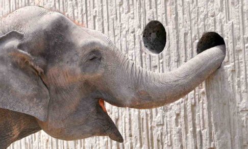 Слоны уйдут на пенсию. Правительство Дании выкупило их перед запретом цирков с дикими животными