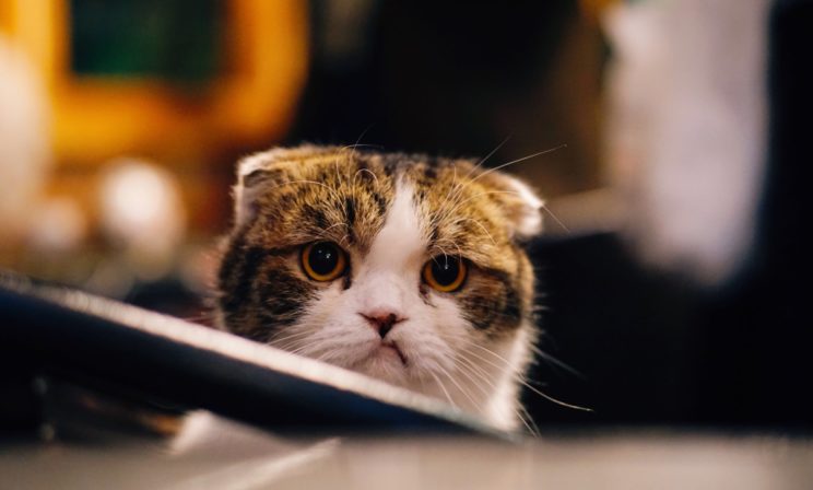 “Одного котенка возвращали три раза”. Как понять, что вы готовы взять животное из приюта