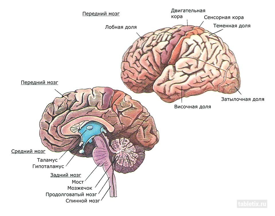 Опухоль головного мозга от чего появляется болезнь thumbnail