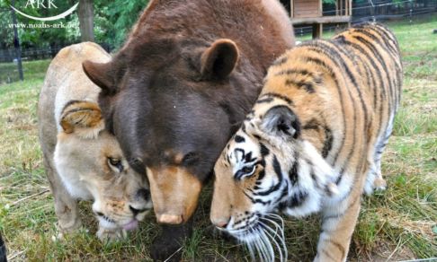 Тигра, льва и медведя спасли из притона наркоторговца. Как хищники подружились в приюте навсегда