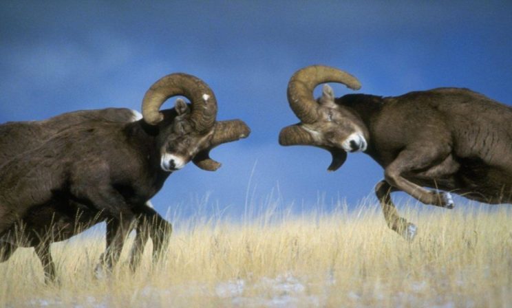 «Есть только два мнения: мое и неправильное». Психотерапевт – о культуре спора в России