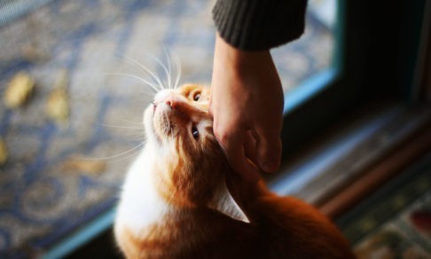 «Ты, Рыжий, у меня кот монашеский». История оптинского инока о преданности и любви