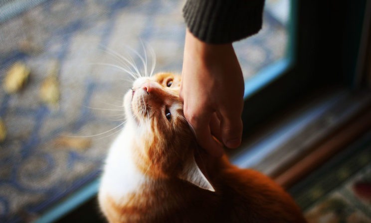 «Ты, Рыжий, у меня кот монашеский». История оптинского инока о преданности и любви