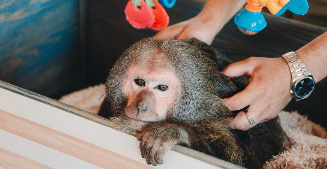 Списал цирк, умер хозяин, спасли из контактного зоопарка. Питомник, который дает животным шанс
