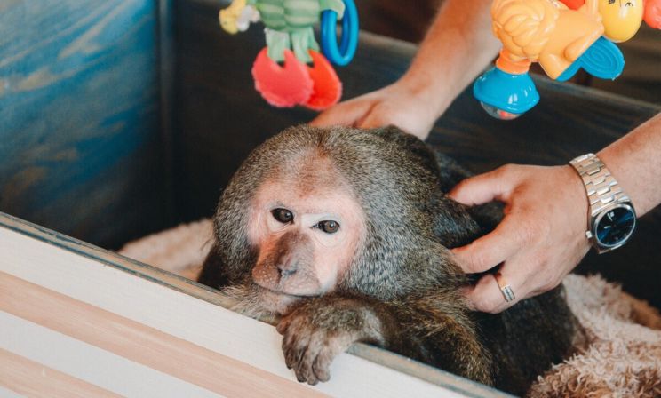 Списал цирк, умер хозяин, спасли из контактного зоопарка. Питомник, который дает животным шанс