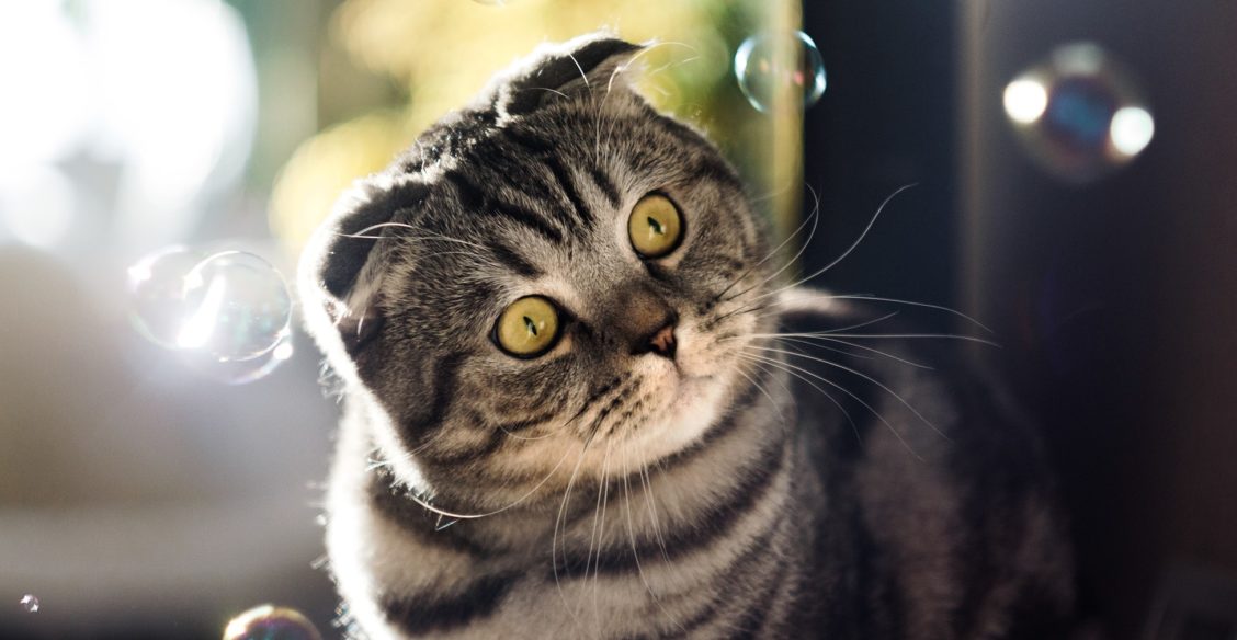 «Вот ангелы-то и играют с кошками». Какой он – кошачий рай?