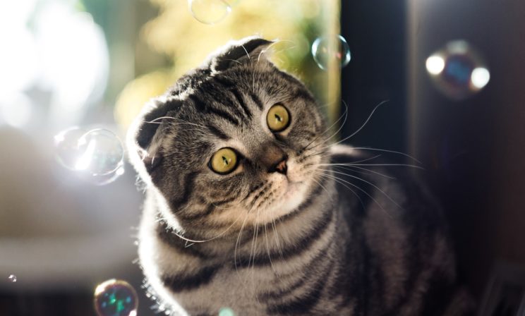 «Вот ангелы-то и играют с кошками». Какой он – кошачий рай?