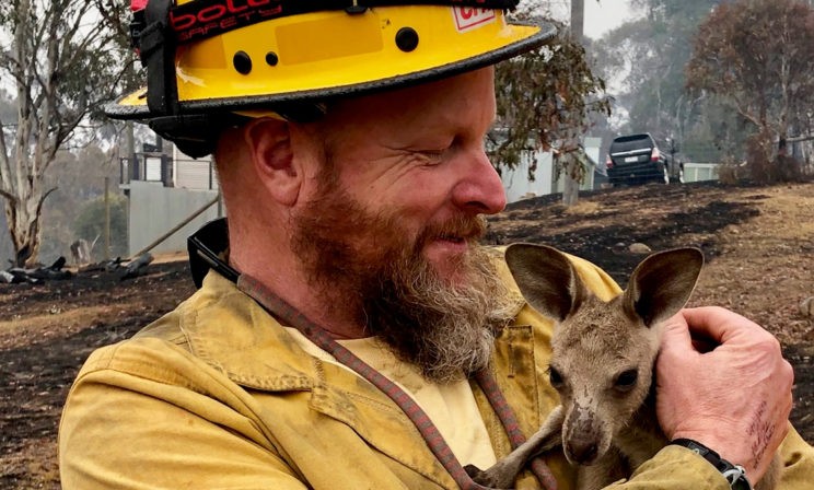 Пожары в Австралии. Как люди со всего мира спасают животных, сражаются с огнем и восстанавливают природу