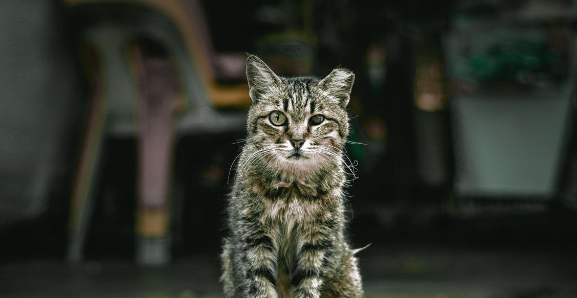 Его все гоняют, а он не умирает. Хотя кому он нужен – облезлый, страшный кот