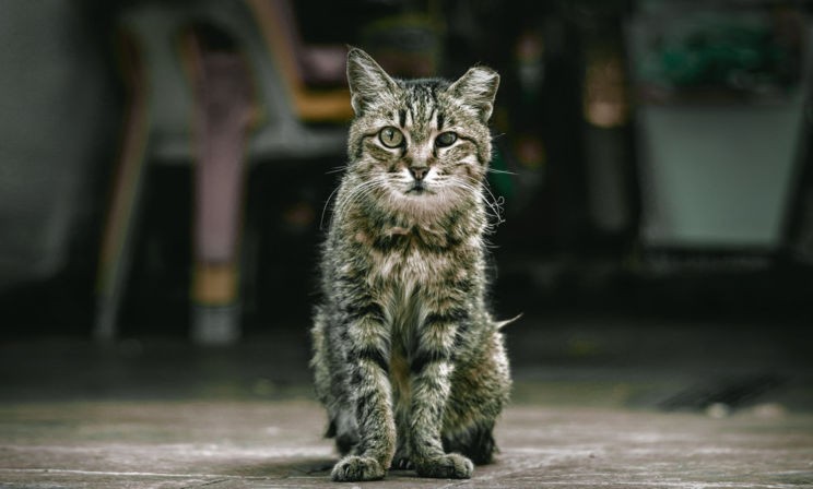 Его все гоняют, а он не умирает. Хотя кому он нужен – облезлый, страшный кот