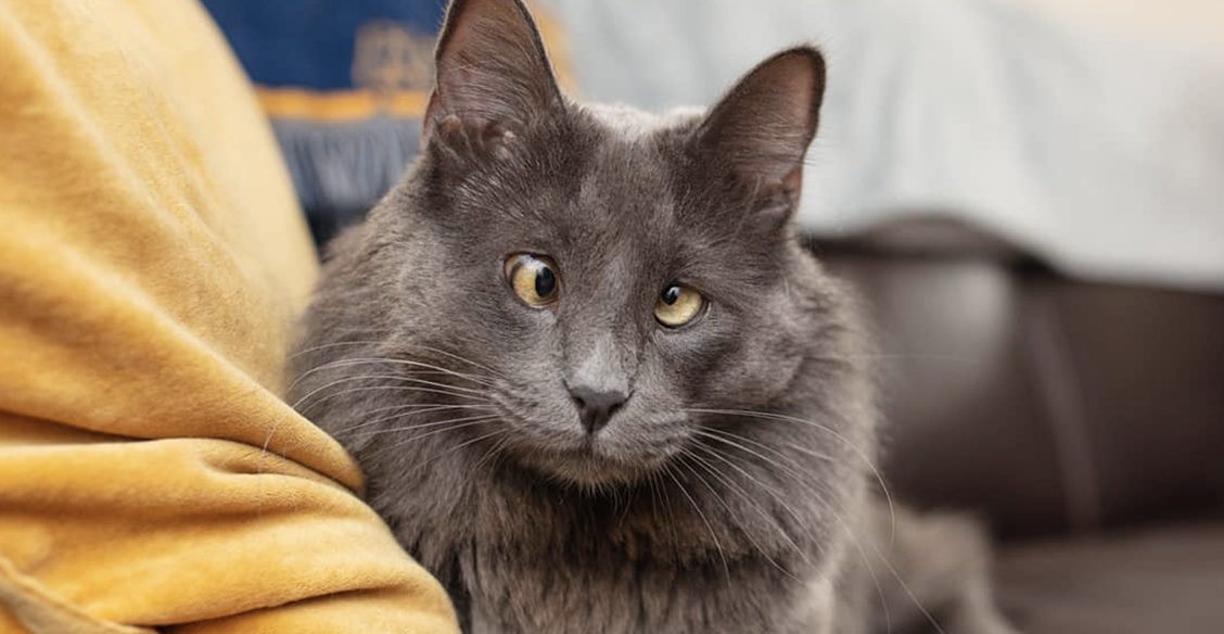 От Беларуси с любовью. Как кошка собрала деньги для бездомных животных