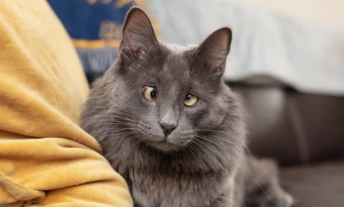 От Беларуси с любовью. Как кошка собрала деньги для бездомных животных