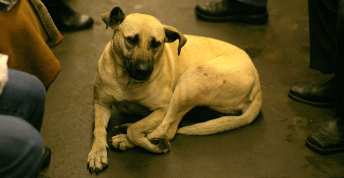 «Многие до сих пор не знают, почему у собаки - бирка». Проблема бездомных животных - как решать ее по закону