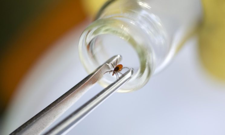 Клещи уже вылезли, первые пострадавшие обращались. Что делать?