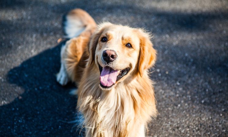 Цветы для врачей, собака-волонтер и больничные клоуны онлайн. Как люди помогают друг другу в пандемию