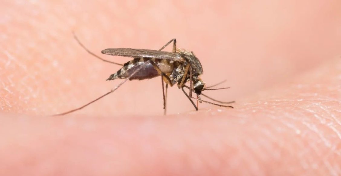 В этому году особенно много комаров? Из-за карантина? Объясняет энтомолог Роман Хряпин