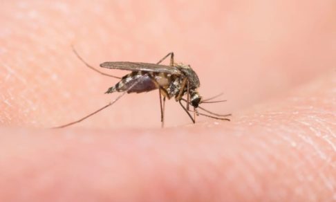 В этому году особенно много комаров? Из-за карантина? Объясняет энтомолог Роман Хряпин