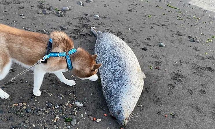 «Животные гибнут, вода мертвая». Катастрофа на Камчатке