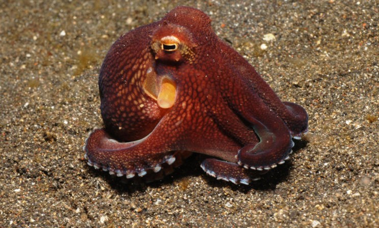 «У меня умерла подруга. Ее звали Кали, и она — осьминог» 