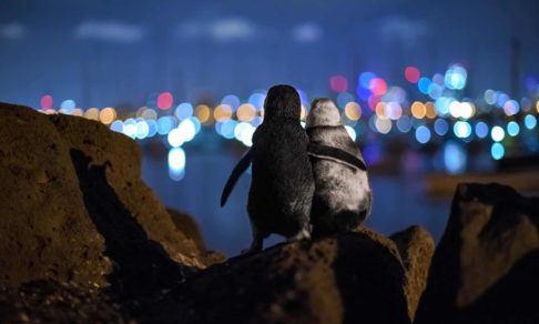 Тигриные объятия, сказочные пингвины и сон зайца. 10 лучших фото дикой природы 2020 года