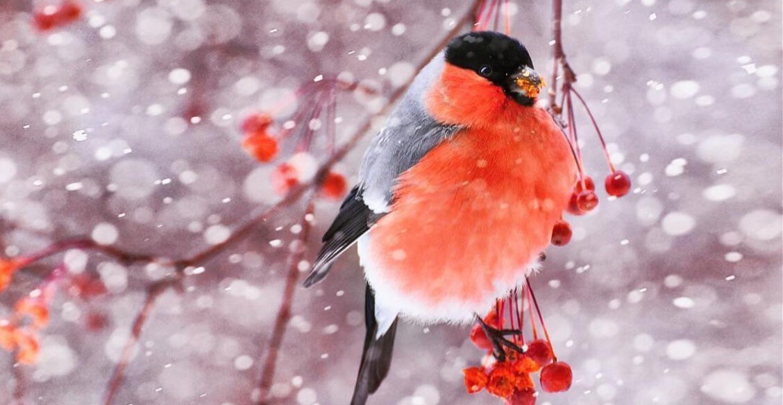 «По трассе 15 километров, а если срезать — всего 7». Как снегири спасли мальчика в зимнем лесу