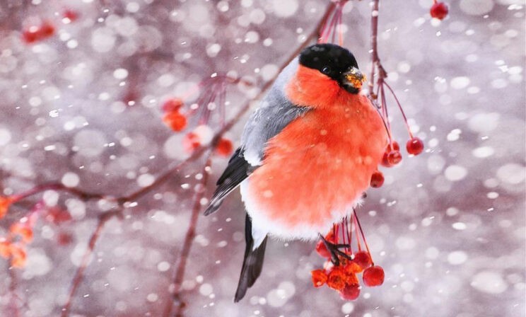 «По трассе 15 километров, а если срезать — всего 7». Как снегири спасли мальчика в зимнем лесу