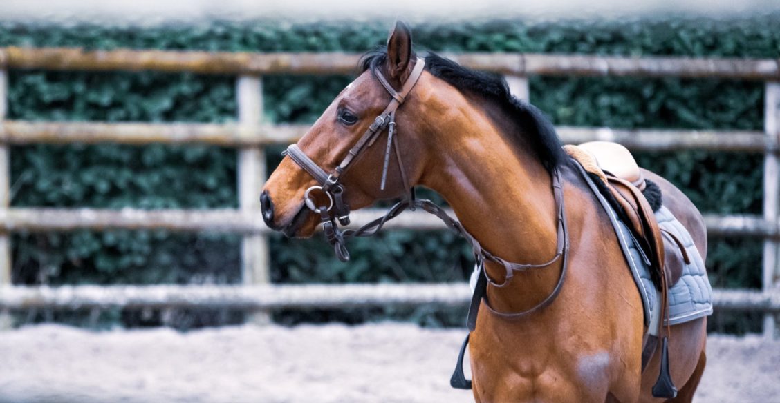 «На консервы сдай — и дело с концом!» Как мальчик и батюшка лошадь спасли