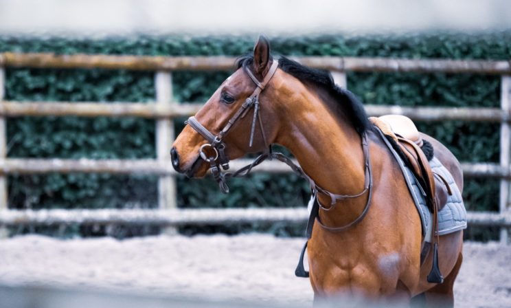 «На консервы сдай — и дело с концом!» Как мальчик и батюшка лошадь спасли