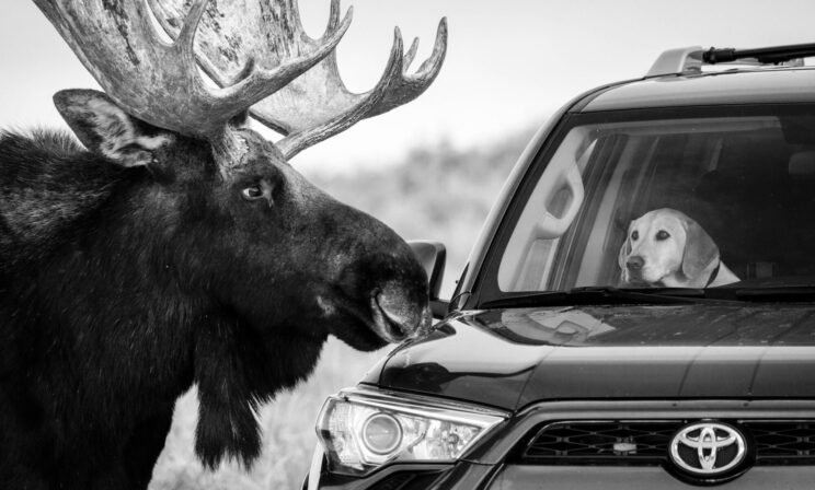 Король Лев, заботливые бобры и рыси на сеновале. 10 лучших фото дикой природы